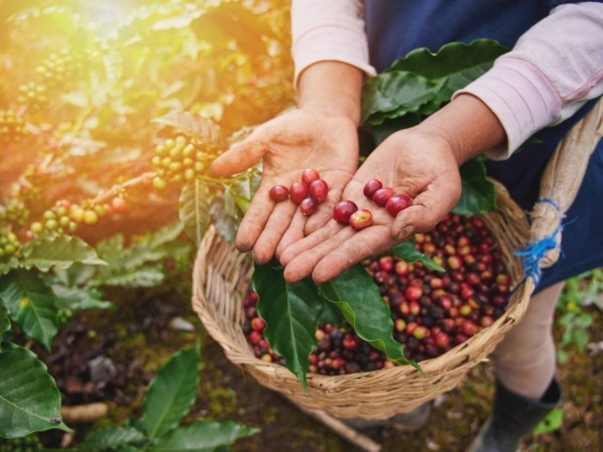 Koffiebonen of koffiecups, wat is beter? - Arte dell’ espressO